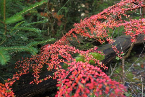 couleurs-automnales-foret