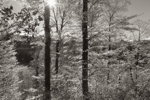 feuilles-soleil-automnal