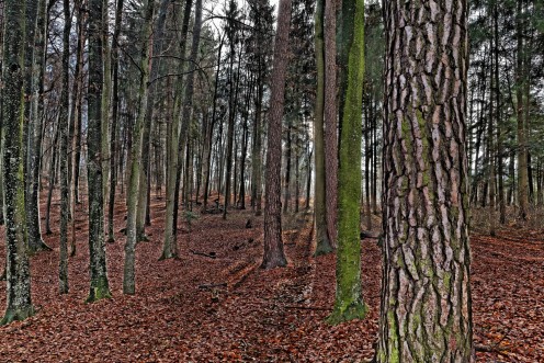 foret-bourguillon