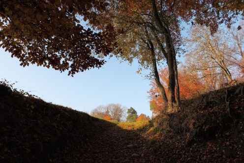 sortie-foret-illens