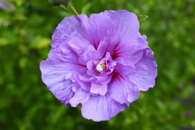 fleur-hibiscus