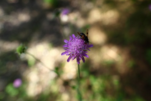 fleur-mouche