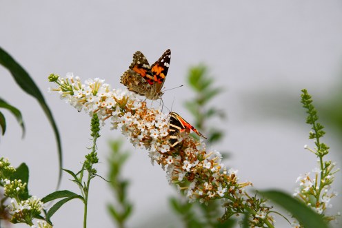 papillons-buddleia