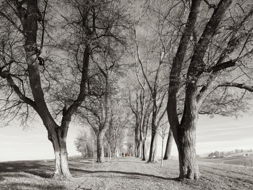 allee-bourguillon