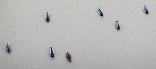 canards-sarine