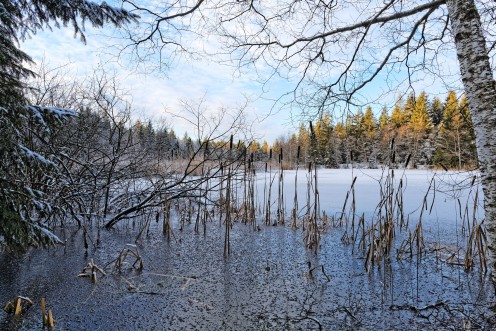 L'étang des Bugnons, lieu de contemplation