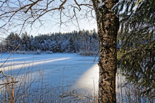 L'étang des Bugnons glacé ce matin au soleil levant