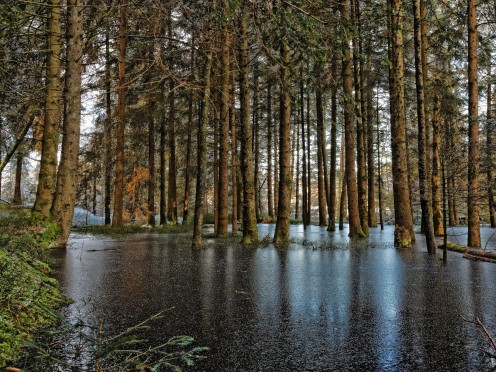Forêt inondée par l'étang des Bugnons