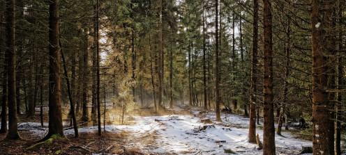Forêt près de l'étang des Gurles