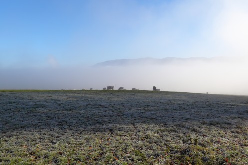 Quelques vaches dans le matin glacial