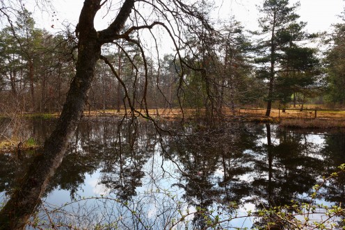 marais-guin-etang-reflets