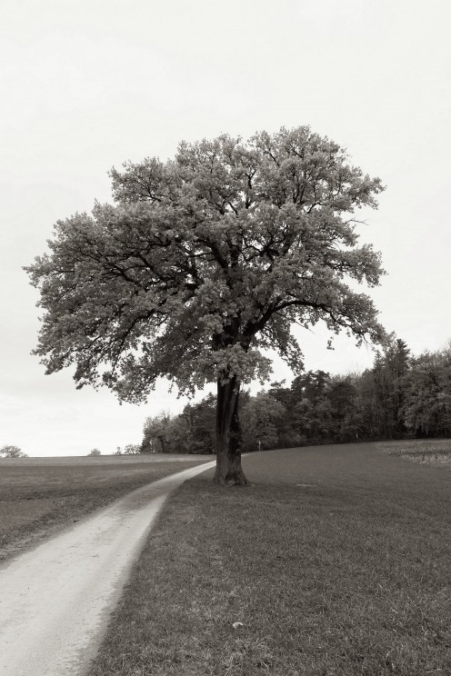 arbre-grangeneuve