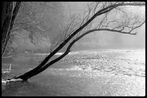 arbre-sarine-hauterive