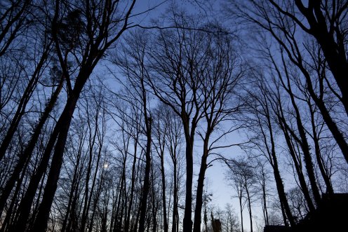 foret-hauterive-nuit