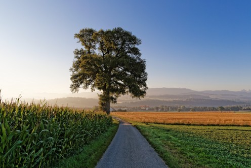 grangeneuve-arbre-pre