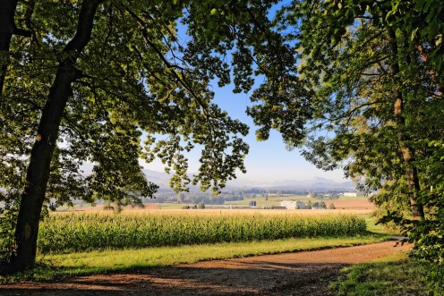 grangeneuve-sortie-foret