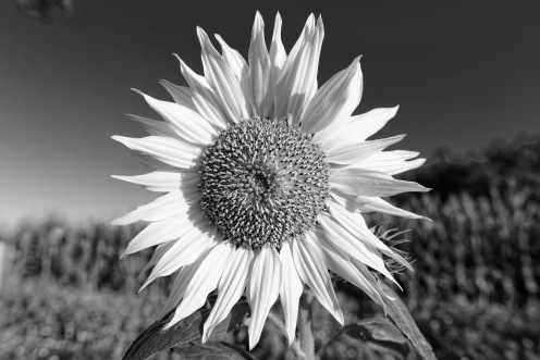 grangeneuve-tournesol