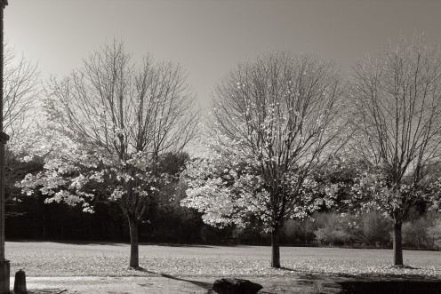 hauterive-arbres-denudes