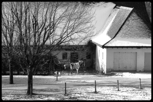 hauterive-ferme-vache