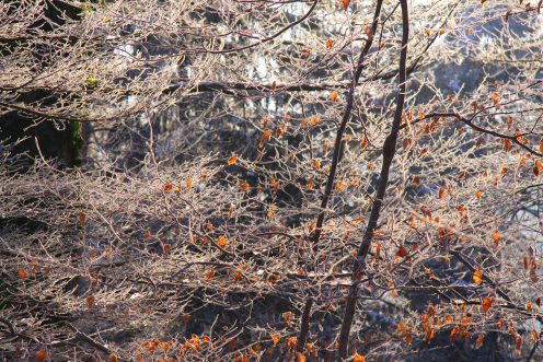 branches-givre-soleil