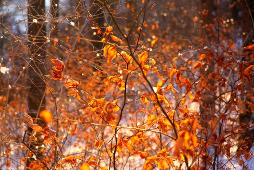 feuilles-hiver-hauterive