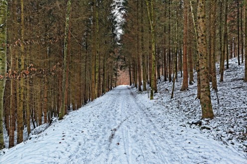 foret-hiver-coniferes