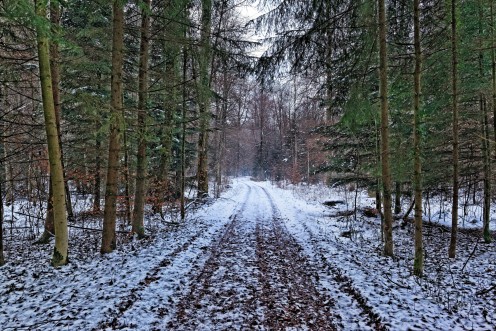 foret-hiver