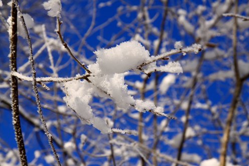 neige-branches-hiver