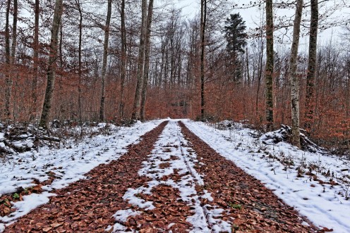 odeurs-neige-feuilles