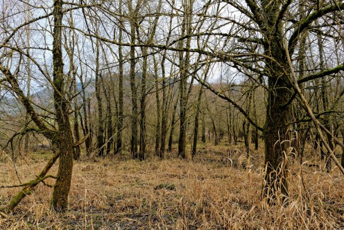 arbres-roseaux-lac