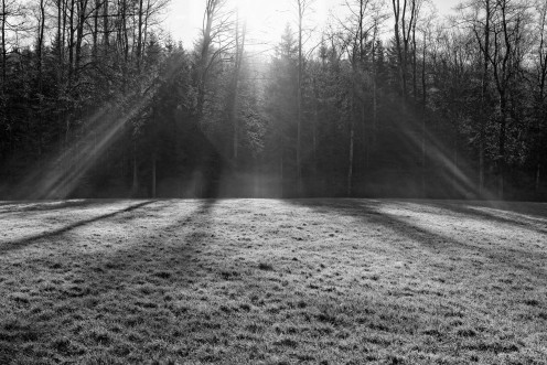 foret-lumiere