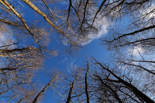 poumon-racines-ciel