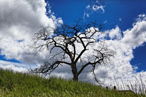 arbre-mort-cheyres