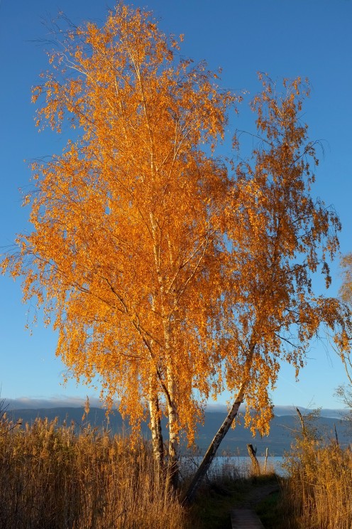 arbre-soleil-couchant