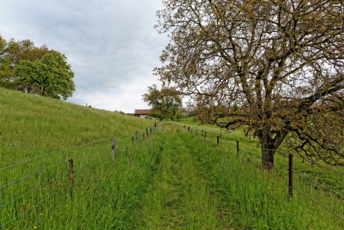 chavannes-le-chene-2