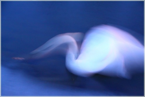 lac-neuchatel-cygne