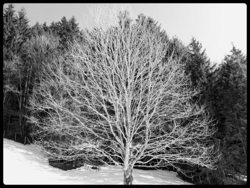 arbre-lac-noir