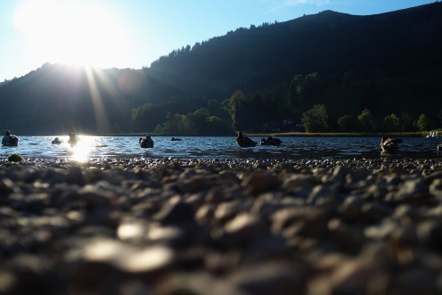 lac-noir-canards-c1