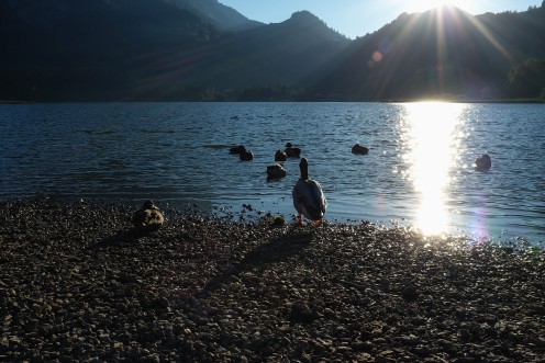 lac-noir-canards-c2