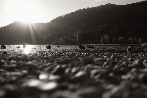 lac-noir-canards-m1