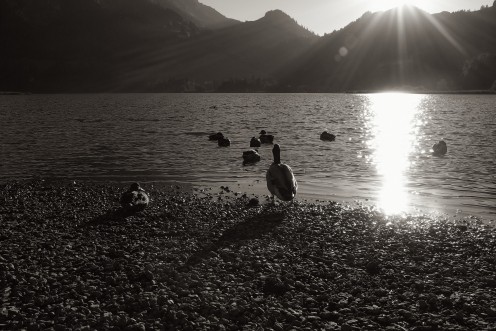 lac-noir-canards-m2