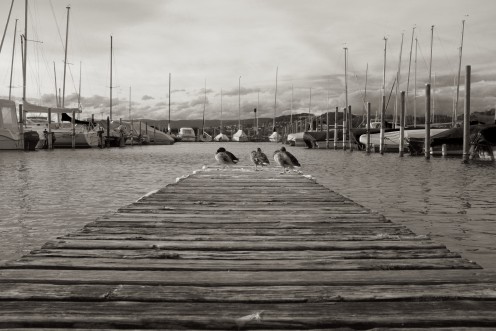 canards-port-morat