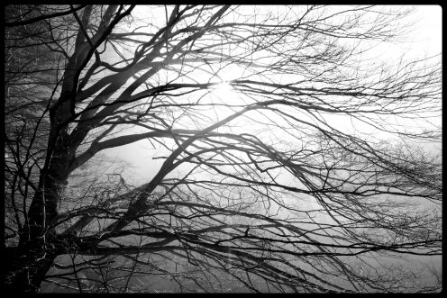 arbre-lac-perolles