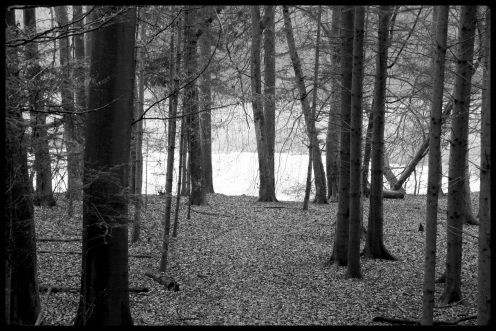 foret-lac-perolles