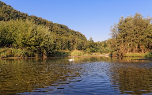 lac-perolle-cygne