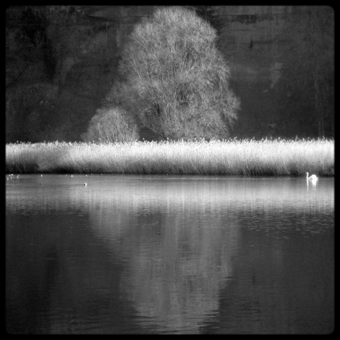 lac-perolles-arbre