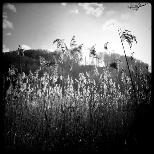 lac-perolles-roseaux-2