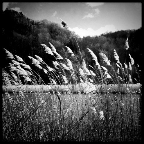 lac-perolles-roseaux