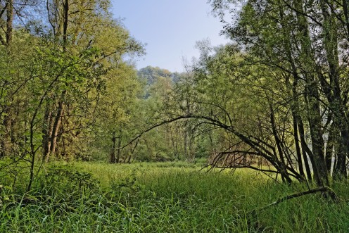 perolle-foret-vierge