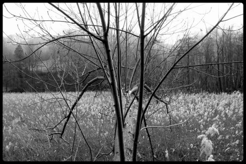 perolles-arbre-roseliere